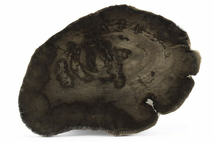 Polished Petrified Wood Round - Utah #244907